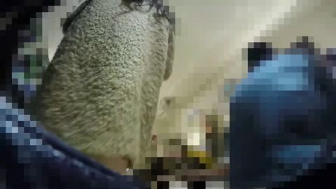 【激カワロリギャルJ●!?パンチラ】デート中の超激カワプリ尻J●シミ付き激細Tバック!